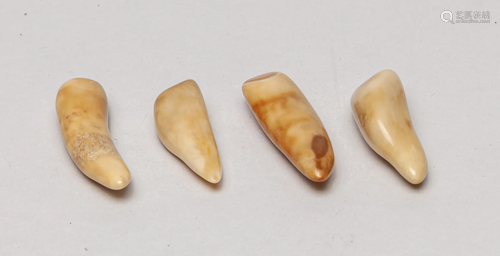 Rare Walrus Type Teeth Collection