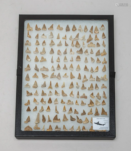 Rare Shark Tooth Sets