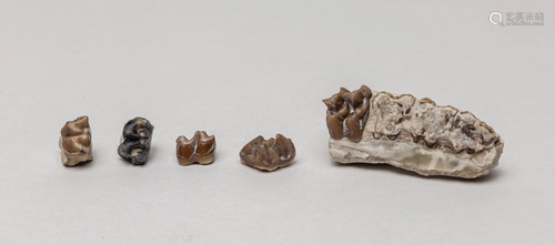 Rare Dinosaur Fossilized Teeth Collections