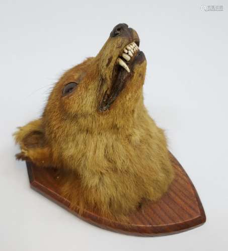 An Antique Taxidermy fox head mounted on a wooden plaque.