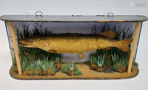 An Antique Taxidermy Pike. [36x80cm]