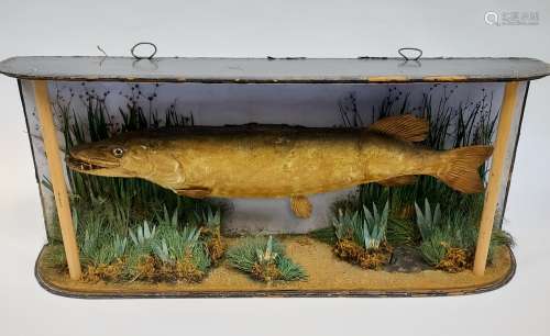 An Antique Taxidermy Pike. [36x80cm]