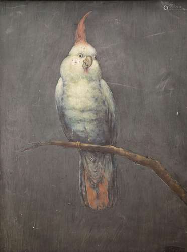 Attributed to Gary Savage, oil on board, Study of a parrot, ...