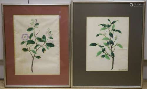 19th century Chinese School, two gouaches, study of magnolia...