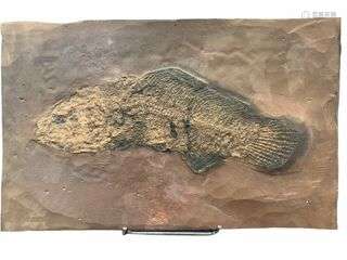 Poisson fossile Amiiforme du célèbre gisement de Messel Alle...