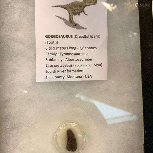 Dent de dinosaure carnivore Genre: Gorgonosaure Espèce: libr...