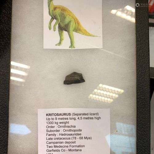 Dent de dinosaure herbivore Genre: Kritosaurus Espèce: horne...