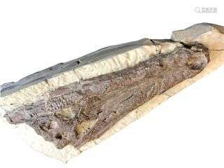 Crâne de crocodile Genre: Diplocynodon Espèce: cf. austriacu...