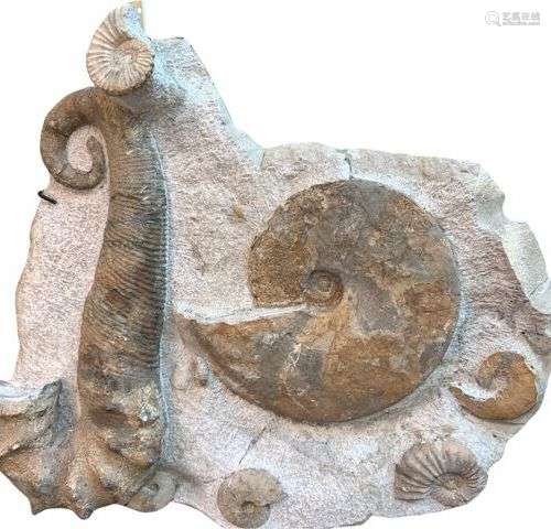 Bloc d'ammonites du crétacé de France Genre: Ancyloceras Esp...