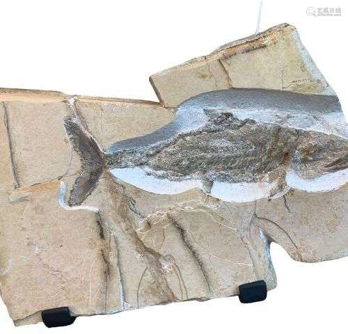 Poisson fossile Genre: Caturus Espèce: furcatus Age: Kimmeri...