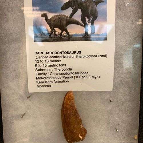 Grande dent de dinosaure carnivore Genre: Carcharodontosauru...