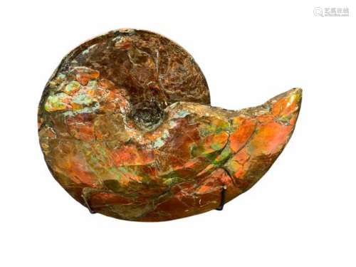 Exceptionnelle Ammonite nacre de l'Alberta Ammolithe Genre: ...