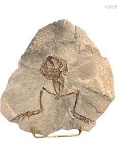 Grande grenouille fossilisée sur plaque Genre: Latonia Espèc...