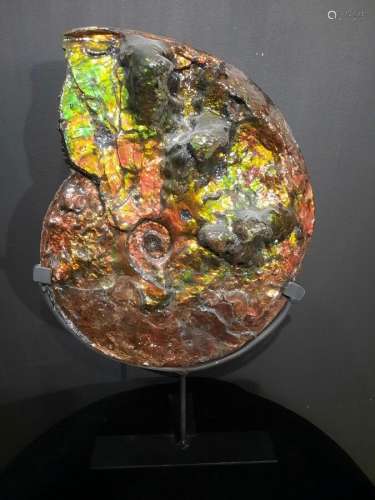 Ammonite nacre de l'Alberta Ammolithe Genre: Placenticeras E...