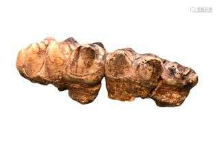 Série dentaire supérieure de Mastodonte Genre: Gomphotherium...