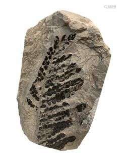Fougère fossile Genre: Pecopteris Espèce: cyathea Age: Stéph...