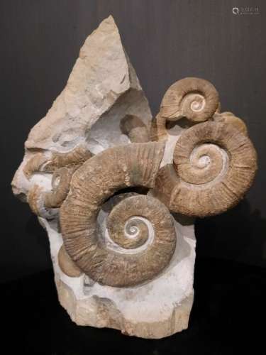 Ammonites Crioceras Genre: Crioceras Espèce: loryoli Age: Ha...