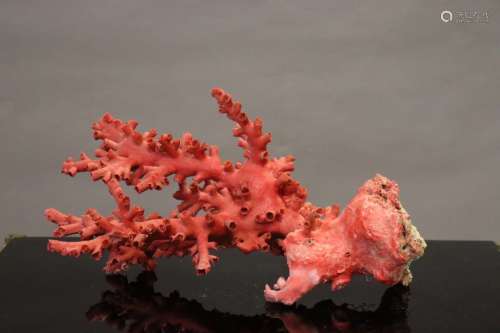 Importante branche de corail rouge. Hauteur : 41 cm