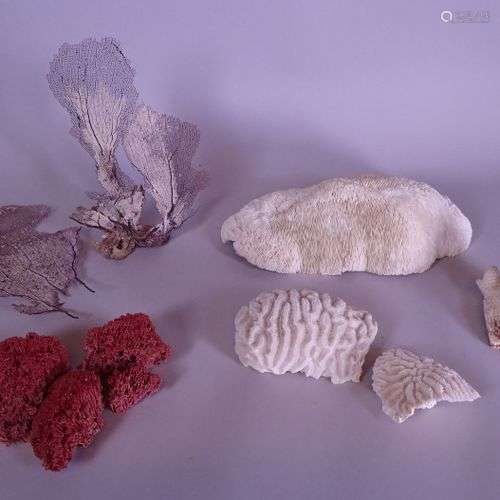 Collection: 9 coraux: EU ONLY 4 orgue (tubipora purpurea), g...