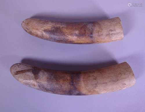Africain 2 défenses d'éléphant en ivoire de 2,3kg et 1,8kg p...