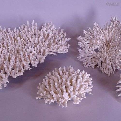 Collection: 4 coraux table (acropora) (rest) EU ONLY