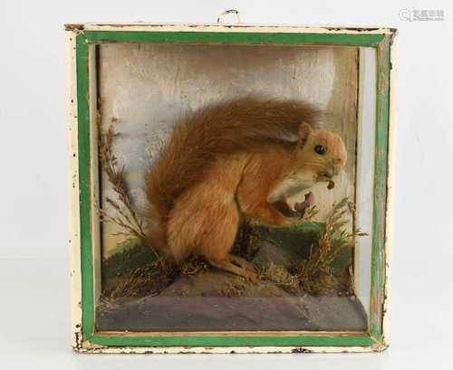 A Taxidermy cased red squirrel circa 1900, eating an acorn o...