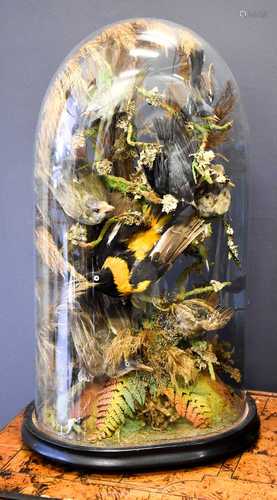 A Victorian taxidermy group, with eight tropical birds in br...