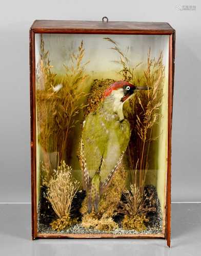 A taxidermy cased green woodpecker, in a naturalistic settin...