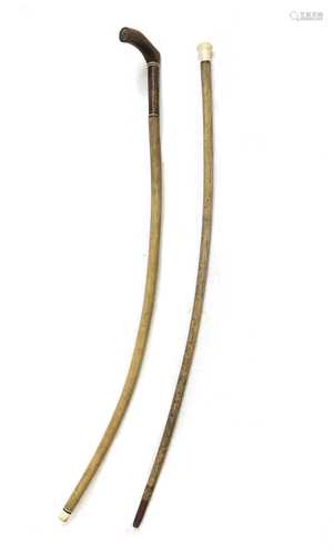 A bull's pizzle walking stick,