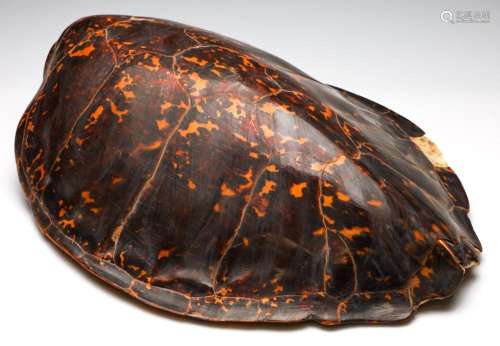 A Large Sea Turtle Shell (L:56cm)