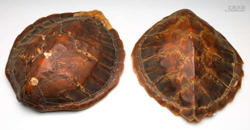 A Pair of Sea Turtle Shells (L:39cm and 41cm)