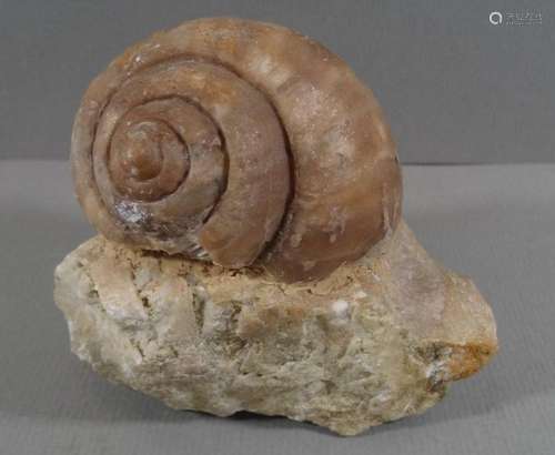 versteinerte Schnecke