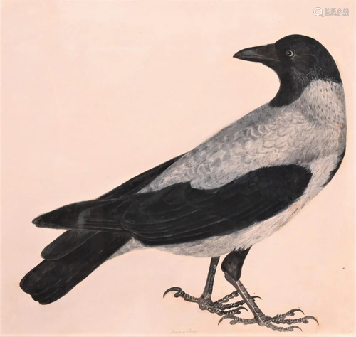 Prideaux John Selby, British, 1788 - 1867, Hooded Crow,