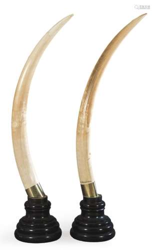 Pair of elephant tusks mounted on stand. With CITES. Inner a...