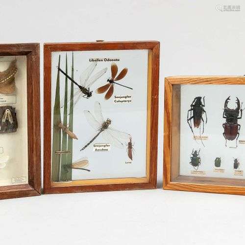 3 vitrines entomologiques, 1ère moitié du 20ème siècle, bois...