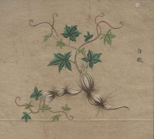 École chinoise du XIXe siècle, sept études de flore à l'encr...