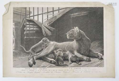 Gravures. Ensemble de 5 grandes gravures d'histoire naturell...