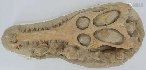 FOSSIL. Crocodile in Matrix with Vertebrae.