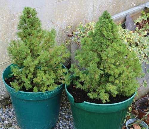 TWO CONIFEROUS PLANTS