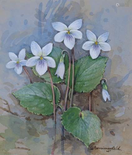 Gordon Beningfield (1936 - 1998) Sweet White Viole