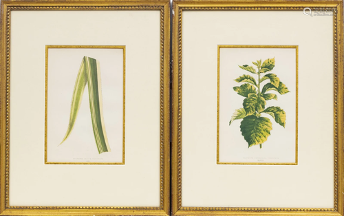 BOTANICAL PRINTS 1872, SET OF 10, H 9