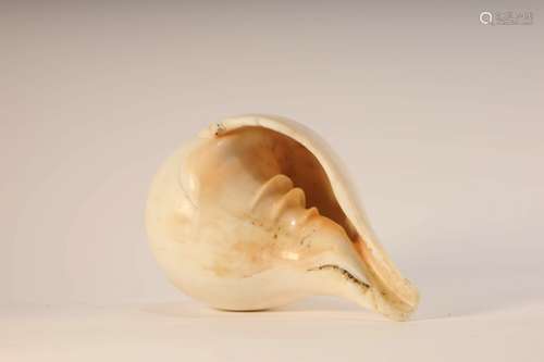 A Sea Shell Ceremonial Item