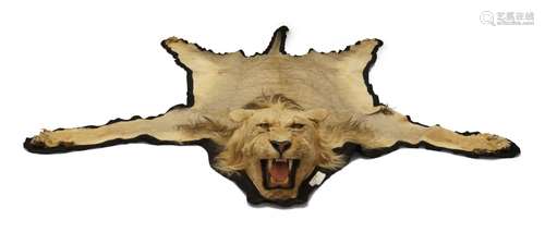 An African male lion skin rug, the mouth agape, black felt b...