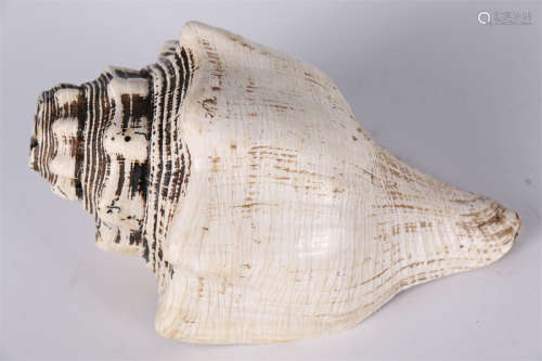 A Conch Implement for Rite.