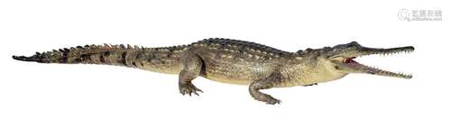 *A TAXIDERMY FRESHWATER CROCODILE (Crocodylus johnstoni) *CI...