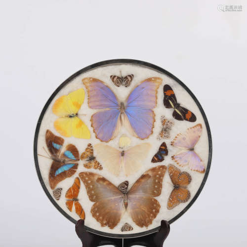 A Butterfly Specimen Decoration Plate