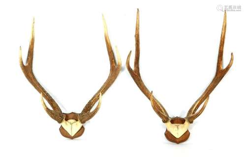 2 deer antlers