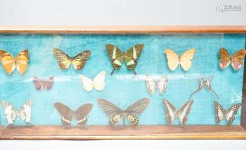 A cased butterfly collection, exotic specimens, case 54.5 X ...