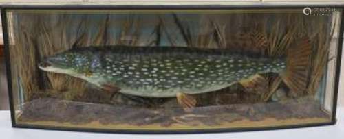 A large cased taxidermic pike, 35lbs 20oz., in bowfronted di...