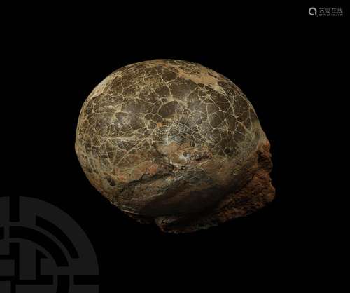 Large Fossil Hadrosaur Dinosaur Egg